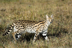 Chungba Sherpa returns from ‘wildlife photographer’s paradise’ (Photo Gallery)